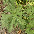 Geranium 'Ponk Spice'