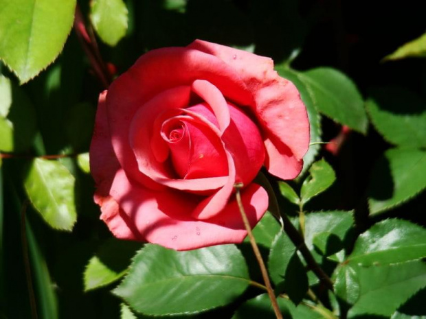 w ogrodzie Danusi :))) #róża