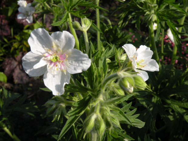 Geranium ?