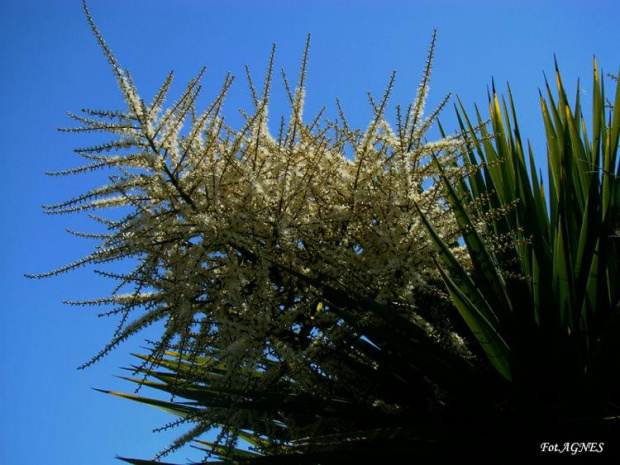 Kwitnąca zmutowana palma w Irlandii ..