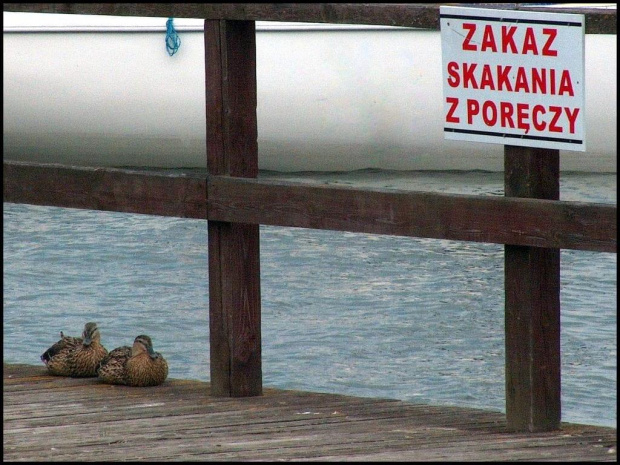 Grzeczne kaczki mazurskie