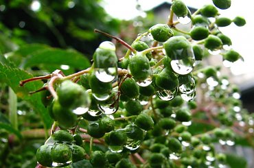 #deszcz #krople #czereśnie