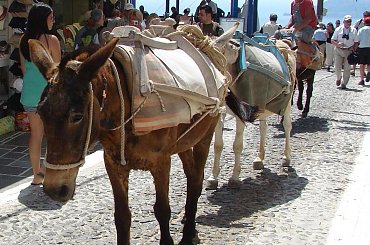 w stolicy Thira na Santorini, do starego portu można zjechać na osiołkach lub kolejką górską. #Kreta #wyspa #Santorini #wyprawa #natura #mozre #ocean #zatoka #port #domy #biale #kolory #romantycznie
