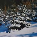 1.02.2003 ok. 11 godz. 15 min.
Świerki przy drodze na Śnieżnik z Velkej Moravy Czechy - szlak żółty.