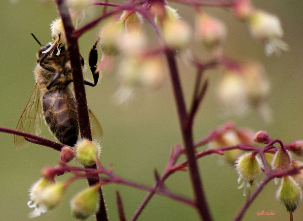 dzień dobry ... nareszcie wyszło kawałek słoneczka ... :)))))) #pszczoła #makro #ogród #wiosna #owady