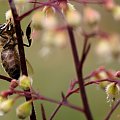 dzień dobry ... nareszcie wyszło kawałek słoneczka ... :)))))) #pszczoła #makro #ogród #wiosna #owady