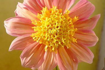 Spóźniona dalia imieninowa dla HOPE. #dalia