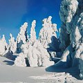 1.02.2003 ok. 14:30
Świerkowe chochoły pod Śnieżnikiem. #góry #Śnieżnik