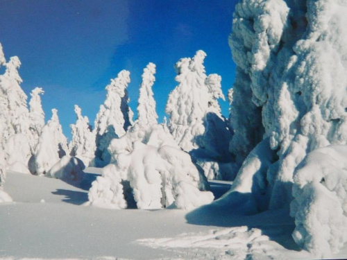 1.02.2003 ok. 14:30
Świerkowe chochoły pod Śnieżnikiem. #góry #Śnieżnik