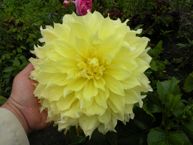 Dahlia 'Kelvin Floodlight'