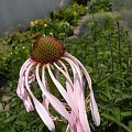 ECHINACEA pallida 'Hula Dancer'