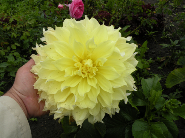 Dahlia 'Kelvin Floodlight'