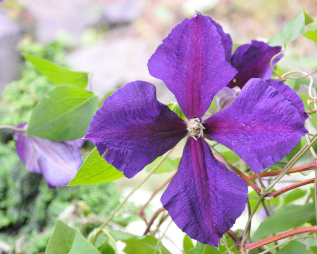 Clematis blue