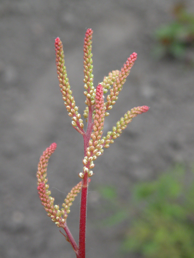 Aruncus 'Horatio'