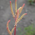 Aruncus 'Horatio'