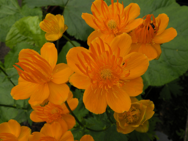 Trollius chinensis 'Golden Queen'