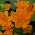 Trollius chinensis 'Golden Queen'