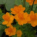 Trollius chinensis 'Golden Queen'