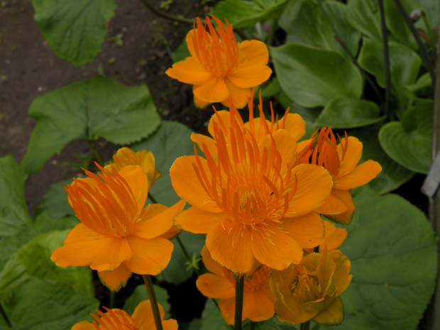 Trollius chinensis 'Golden Queen'