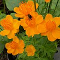 Trollius chinensis 'Golden Queen'