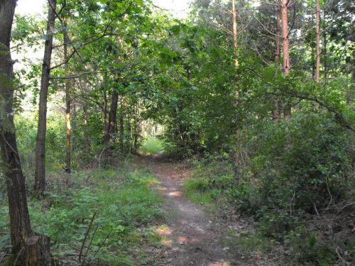 Ekotrasa