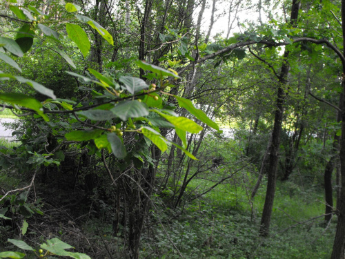 Ekotrasa