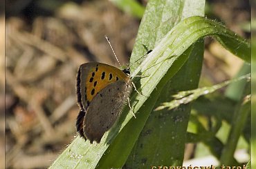 Czerwończyk żarek ___Lycaena phlaeas #CzerwończykŻarek