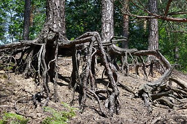 puszcza Niepołomicka - kroczące drzewa #las #puszcza #drzewa #sosna