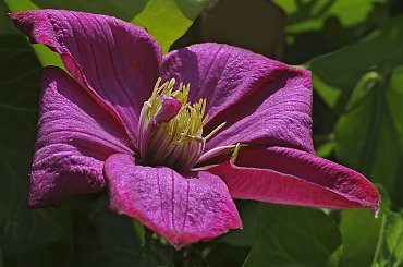 Dla -hope-/Ali/ w imie przyjazni:)) /Clematis z mojego ogrodka swiezutki:) /polecam powiekszenie:) #clematis #ogrody #kwaity #natura