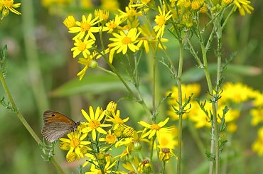 #CzerwończykDukacik #motyle #PrzestrojnikJurtina