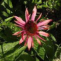 Echinacea Sundown