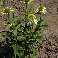 Echinacea purpurea 'Coconut Lime'