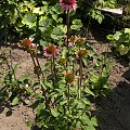 Echinacea purpurea Pink Shuttles