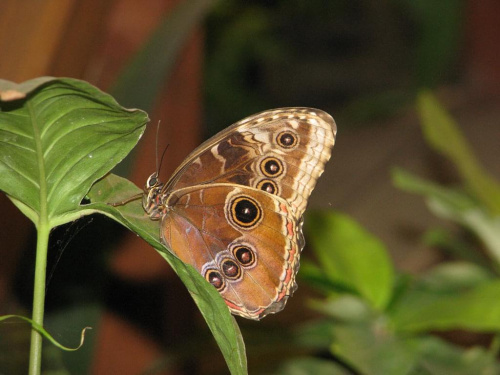 w motylarni tropik, a motylki wielkości spodków pochowane w zielsku