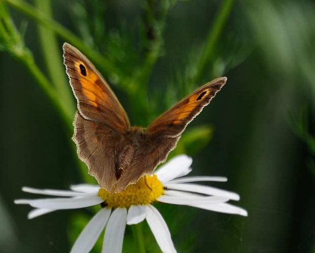 motyle na tyle..:)) #motyle #natura #macro