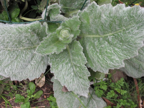 pelargonia omszona