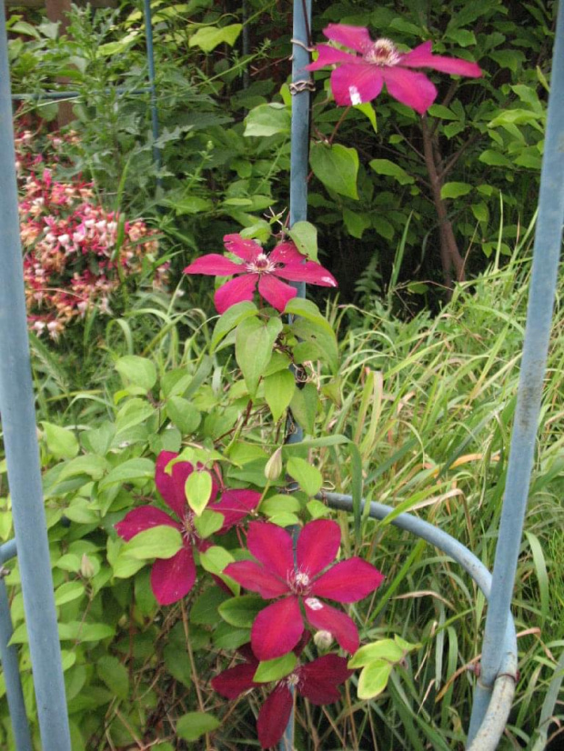 powojnik (clematis)