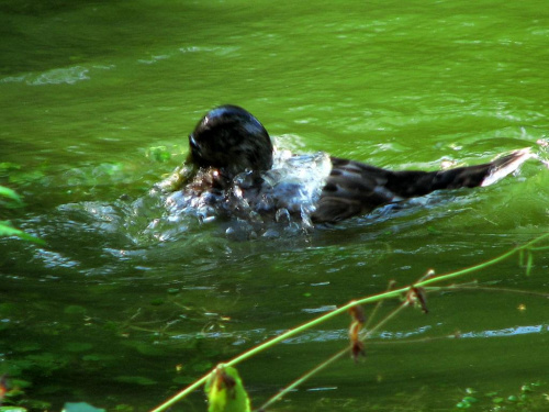 kaczka w kąpieli #zoo #wrocław #zwierzęta