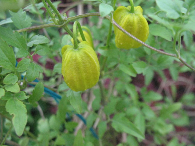 powojnik (clematis)