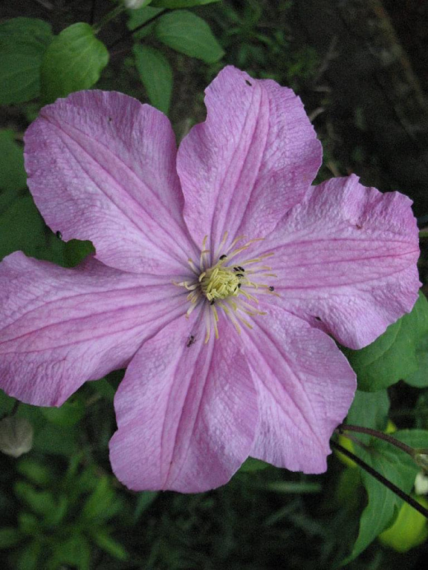 powojnik (clematis)