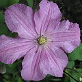 powojnik (clematis)