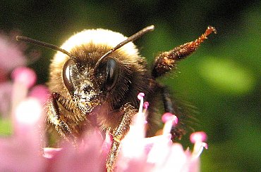 trzmiele lubią oregano ... :)) #owady #trzmiel #makro #ogród