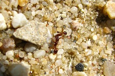 trochę piasku :D #kamyki #piasek