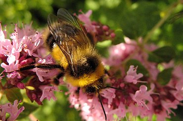 trzmiele lubią oregano ... :))****(ulub. anabas)**** #owady #trzmiel #makro #ogród