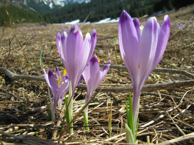 ZAKOPANE 2007