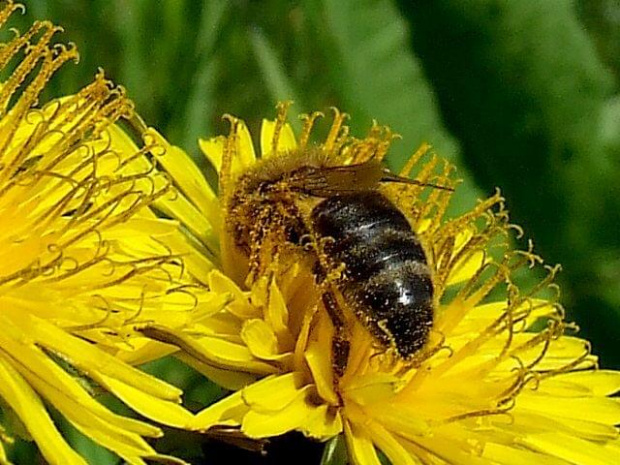 na łączce ... Pszczoła miodna (Apis mellifera)