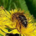 na łączce ... Pszczoła miodna (Apis mellifera)