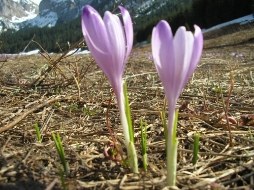 ZAKOPANE 2007