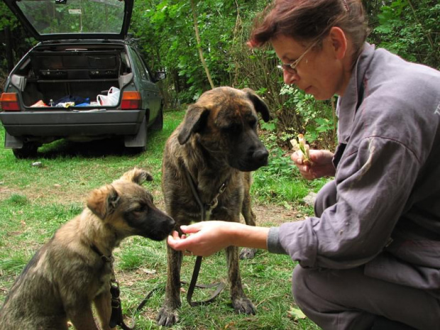 Maja - niby bojaźliwe psisko małe, ale kanapki pochłania z szybkością światła, Latoja woli szynkę niż chlebek #fundacjatara #Piskorzyna #Tara