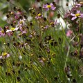 Imieninowy bukiecik dla Mani- coreopsis reosea 'American dream'